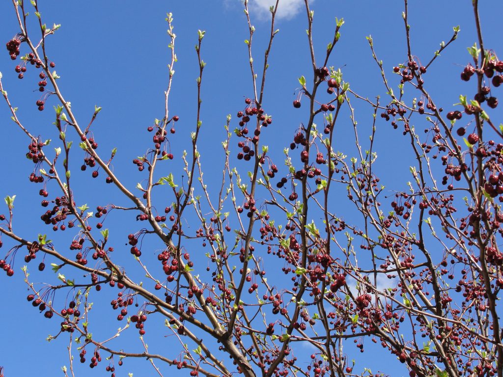 Are Your Trees Budding? - Wells Brothers Pet, Lawn & Garden SupplyWells