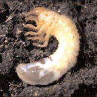 grub larvae - Wells Brothers Pet, Lawn & Garden SupplyWells Brothers ...