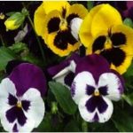 pansies