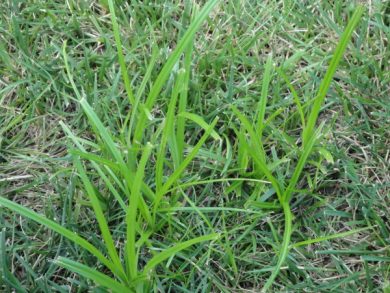 Controlling Nutsedge In Your Lawn and GardenWells Brothers Pet, Lawn ...