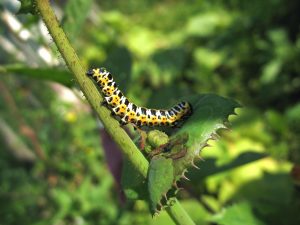 cutworm