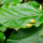 Leaf Gall. Small bumps on plant leaf.