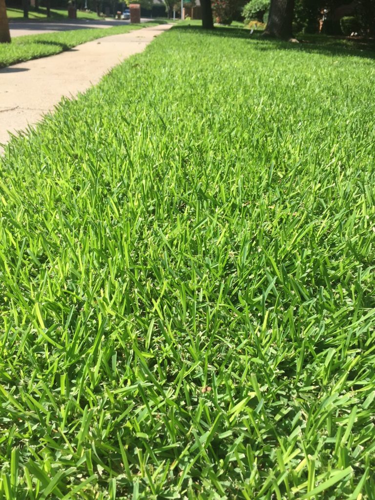 St. Augustine Grass Seed - Why We Don't Stock ItWells ...