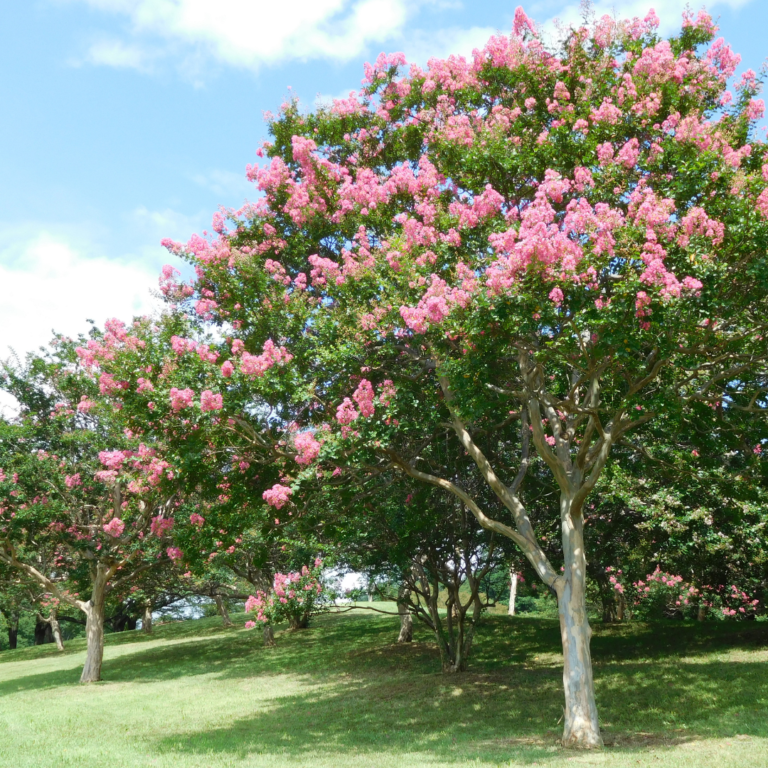 Caring For Crape Myrtle Trees - Wells Brothers Pet, Lawn & Garden ...