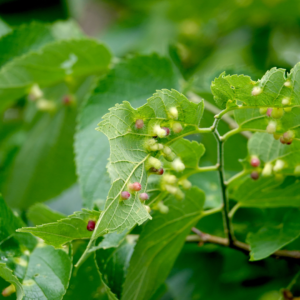 leaf gall