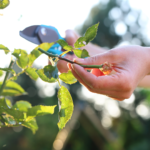 Pruning roses