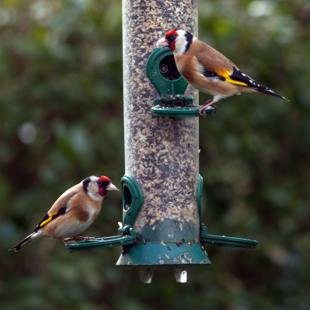 national bird feeding month bird feeder