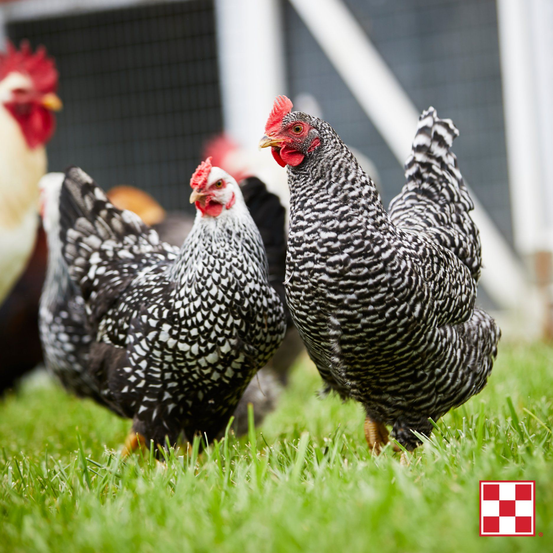 two black and white hens in the grass near a coop. October Chicken Workshop.