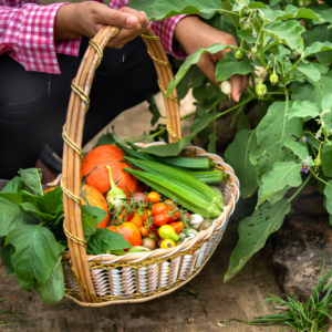 Lady crouched down harvesting a plant with basket full of summer vegetables in her hand.